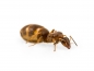 Preview: Lasius brunneus